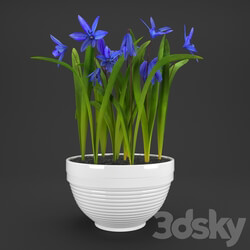 Indoor - Potted flowers Proleski 