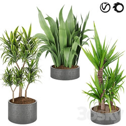 Indoor - Collection plant vol 6 