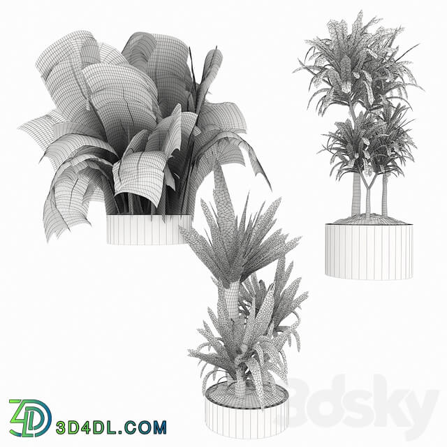 Indoor - Collection plant vol 6