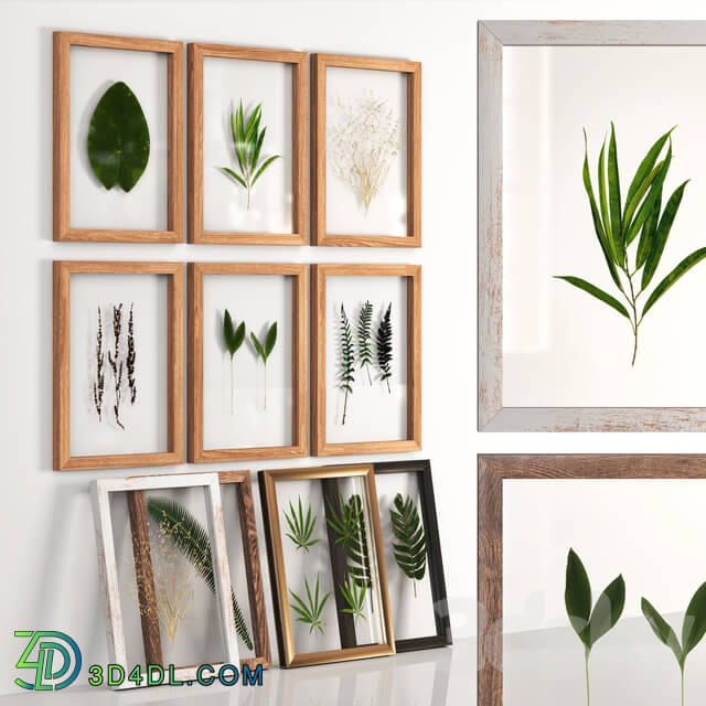 Frames Set 001 With Plants