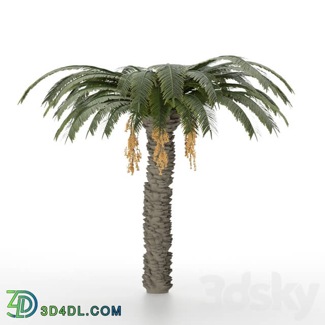 Date palm