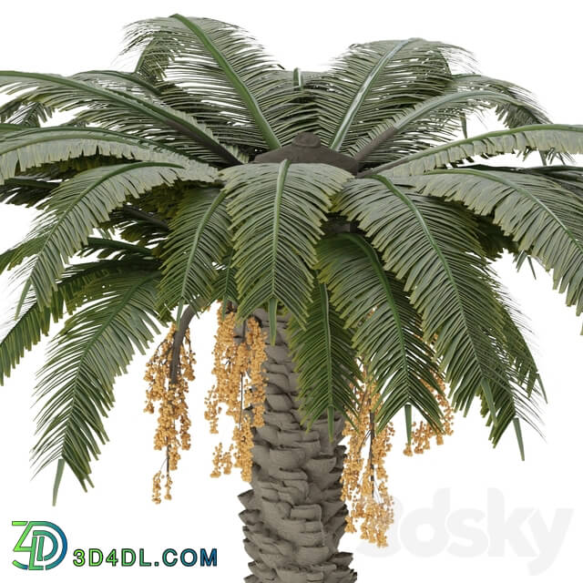 Date palm