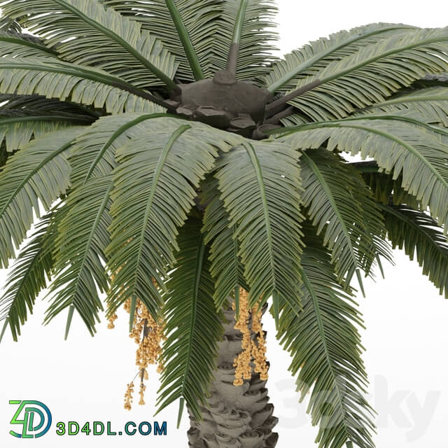 Date palm