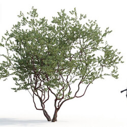 Maxtree-Plants Vol06 Arctostaphylos densiflora 03 H 