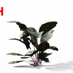 Maxtree-Plants Vol10 Calathea veitchiana 02 