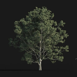Maxtree-Plants Vol24 Pinus bungeana 01 09 