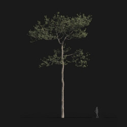 Maxtree-Plants Vol24 Pinus elliottii 01 01 