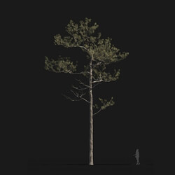 Maxtree-Plants Vol24 Pinus elliottii 01 02 