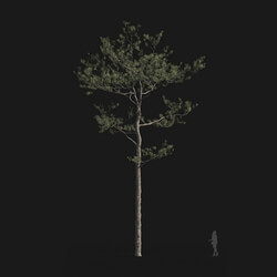Maxtree-Plants Vol24 Pinus elliottii 01 03 