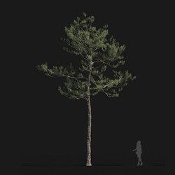 Maxtree-Plants Vol24 Pinus elliottii 01 07 
