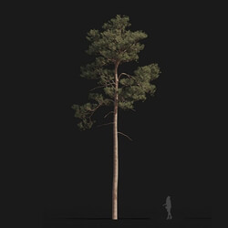 Maxtree-Plants Vol24 Pinus syluestriformis 01 01 