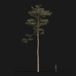 Maxtree-Plants Vol24 Pinus syluestriformis 01 02 