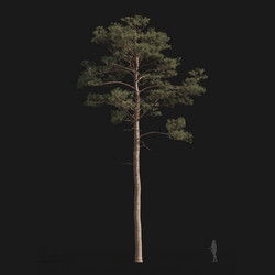 Maxtree-Plants Vol24 Pinus syluestriformis 01 03 