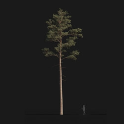 Maxtree-Plants Vol24 Pinus syluestriformis 01 04 