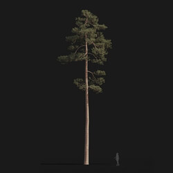 Maxtree-Plants Vol24 Pinus syluestriformis 01 05 