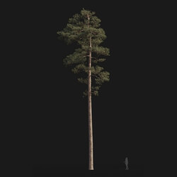 Maxtree-Plants Vol24 Pinus syluestriformis 01 06 
