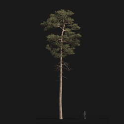Maxtree-Plants Vol24 Pinus syluestriformis 01 07 