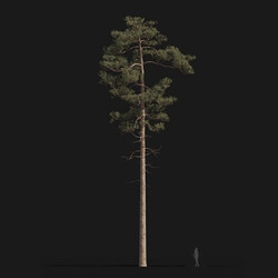 Maxtree-Plants Vol24 Pinus syluestriformis 01 08 