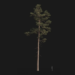Maxtree-Plants Vol24 Pinus syluestriformis 01 09 