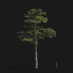 Maxtree-Plants Vol24 Pinus sylvestris 01 03 