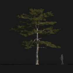 Maxtree-Plants Vol24 Pinus tabuliformis 01 04 