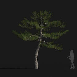 Maxtree-Plants Vol24 Pinus tabuliformis 01 09 