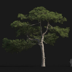Maxtree-Plants Vol24 Pinus taiwanensis 01 07 