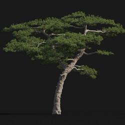 Maxtree-Plants Vol24 Pinus taiwanensis 01 08 