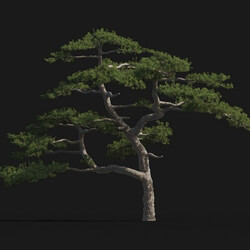 Maxtree-Plants Vol24 Pinus taiwanensis 01 09 