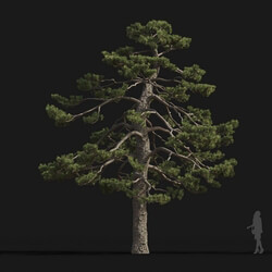 Maxtree-Plants Vol24 Pinus thunbergii 01 02 