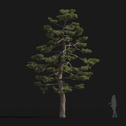 Maxtree-Plants Vol24 Pinus thunbergii 01 03 