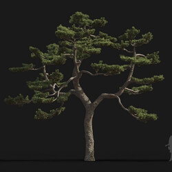 Maxtree-Plants Vol24 Pinus thunbergii 01 05 
