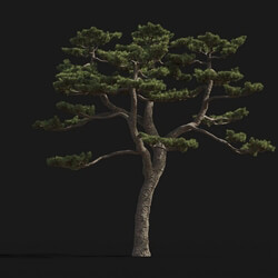 Maxtree-Plants Vol24 Pinus thunbergii 01 06 