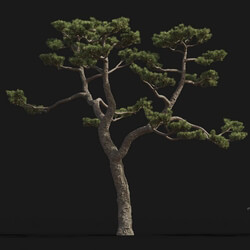 Maxtree-Plants Vol24 Pinus thunbergii 01 07 