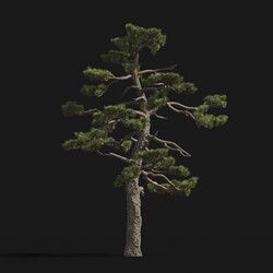 Maxtree-Plants Vol24 Pinus thunbergii 01 09 