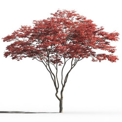 Maxtree-Plants Vol26 Acer palmatum 02 03 