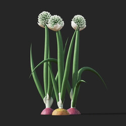 Maxtree-Plants Vol38 Allium cepa 01 01 