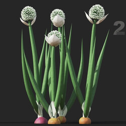 Maxtree-Plants Vol38 Allium cepa 01 03 