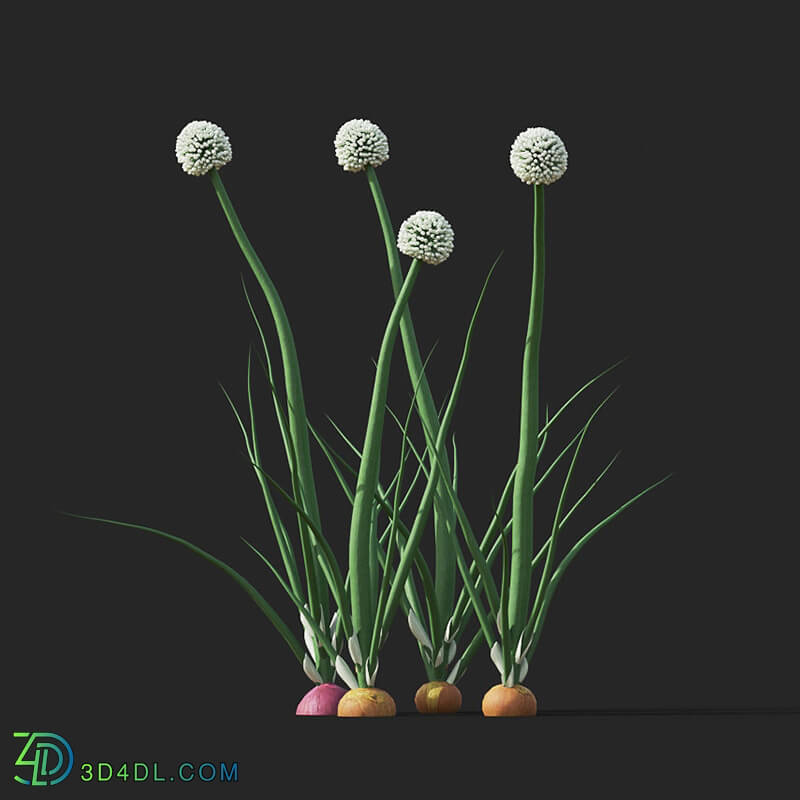 Maxtree-Plants Vol38 Allium cepa 01 04