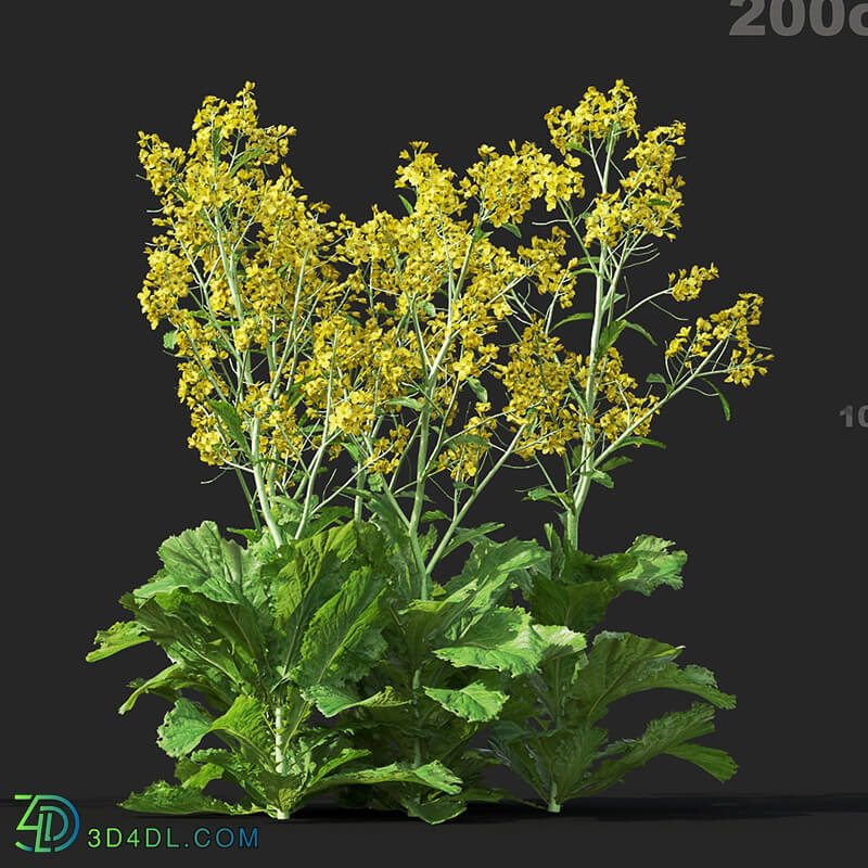 Maxtree-Plants Vol38 Brassica juncea 01 09