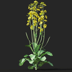Maxtree-Plants Vol38 Brassica napus 01 07 