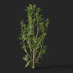 Maxtree-Plants Vol38 Camellia sinensis 01 07 
