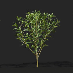 Maxtree-Plants Vol38 Camellia sinensis 01 08 