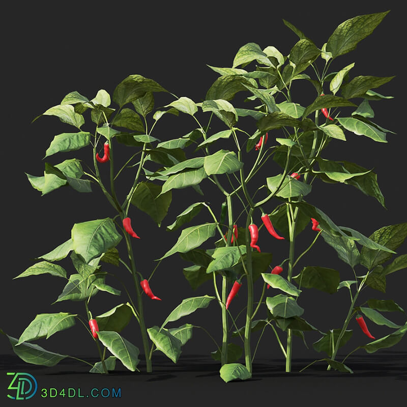 Maxtree-Plants Vol38 Capsicum annuum 01 06