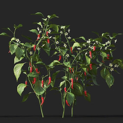 Maxtree-Plants Vol38 Capsicum annuum 01 08 