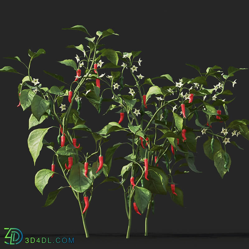 Maxtree-Plants Vol38 Capsicum annuum 01 08