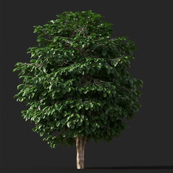 Maxtree-Plants Vol38 Coffea arabica 01 01 