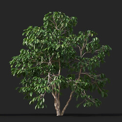Maxtree-Plants Vol38 Coffea arabica 01 02 