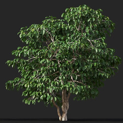 Maxtree-Plants Vol38 Coffea arabica 01 03 