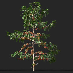Maxtree-Plants Vol38 Coffea arabica 01 05 